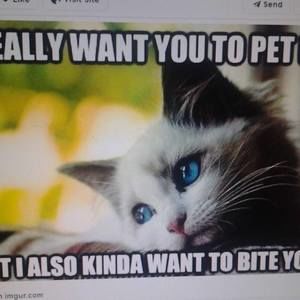 Meet your Posher, Desirae